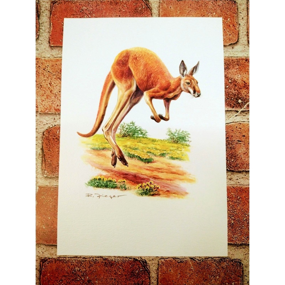 Red Kangaroo Art Print 1999 Vintage Wildlife Decor 7"x10"